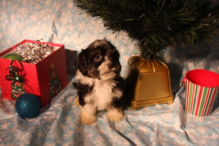 havanese-puppies